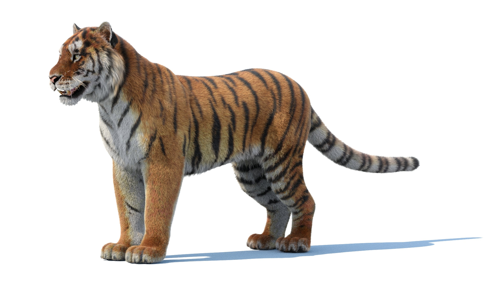 Siberian Tiger 3D Model Fur 360° view 1 frame 31