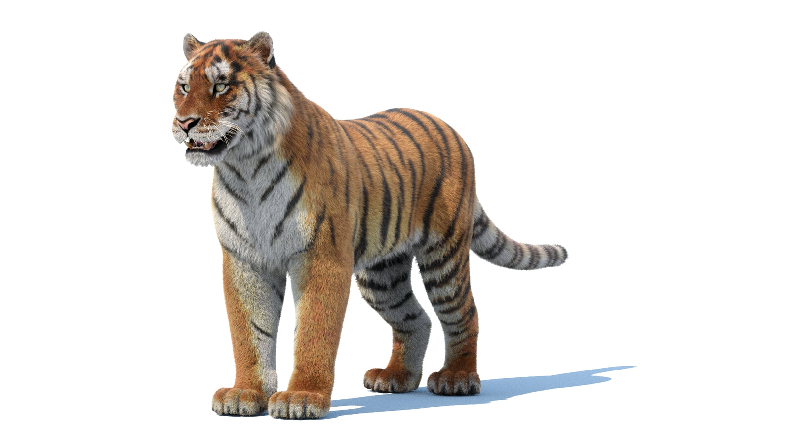 Siberian Tiger 3D Model Fur 360° view 1 frame 33