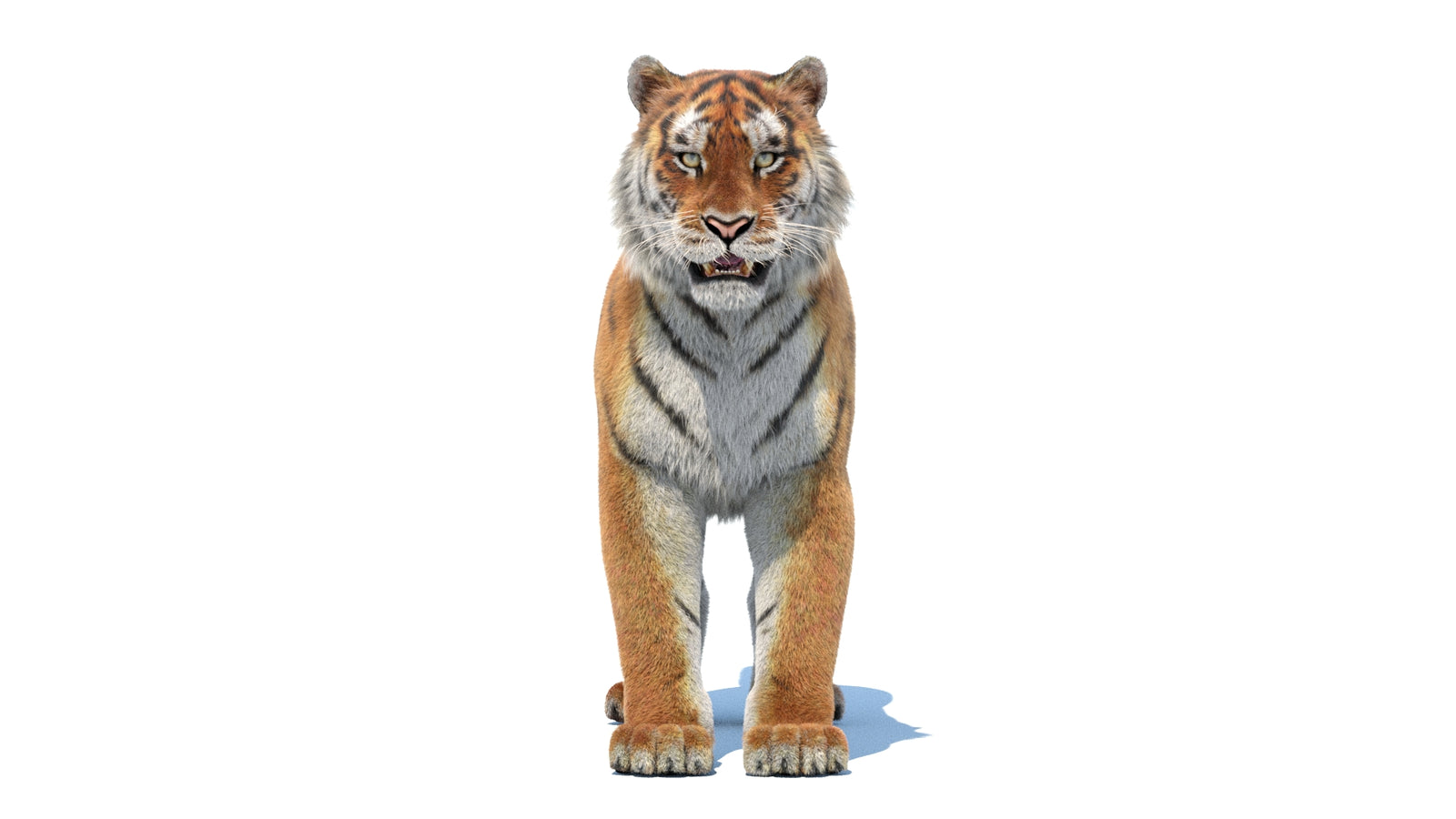 Siberian Tiger 3D Model Fur 360° view 1 frame 36