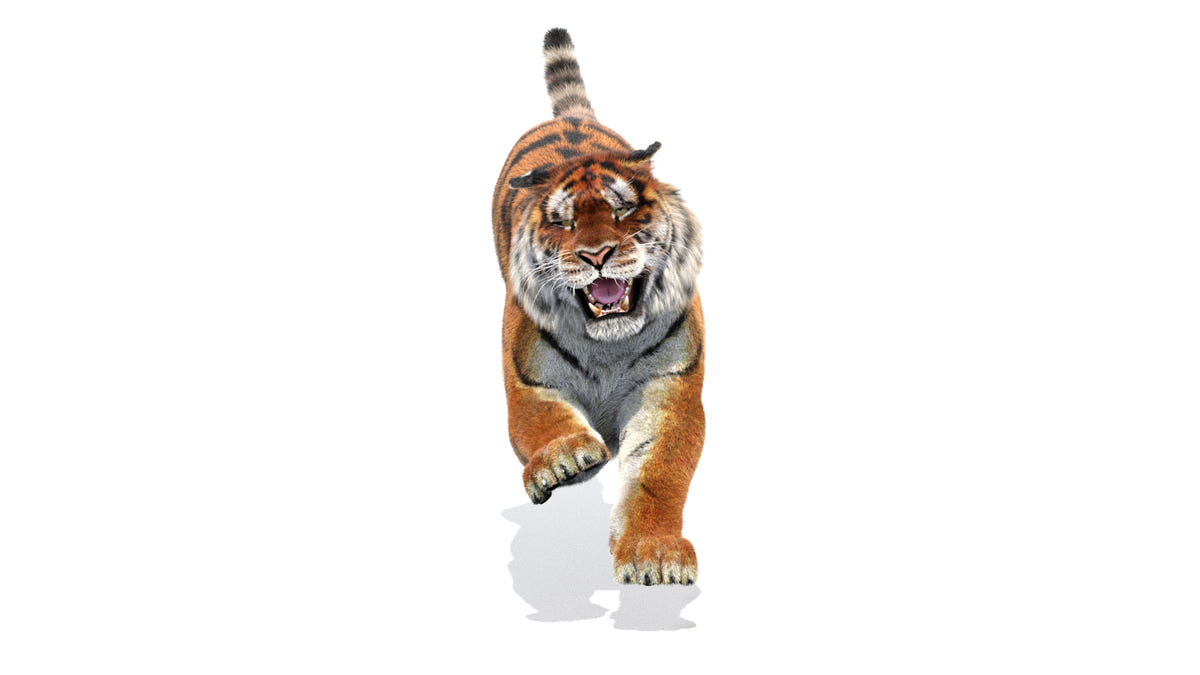 Animated Siberian Tiger 3D Model - Hair and Fur - 360 Degree View