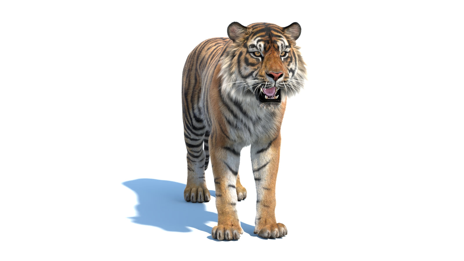 Animated Sumatran Tiger 3D Model Fur 360° view 1 frame 1