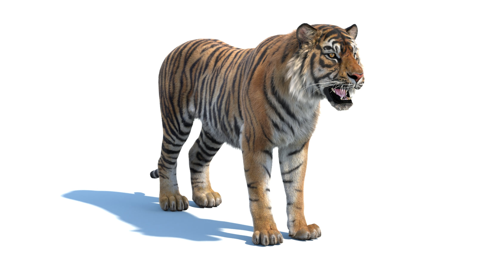 Animated Sumatran Tiger 3D Model Fur 360° view 1 frame 3
