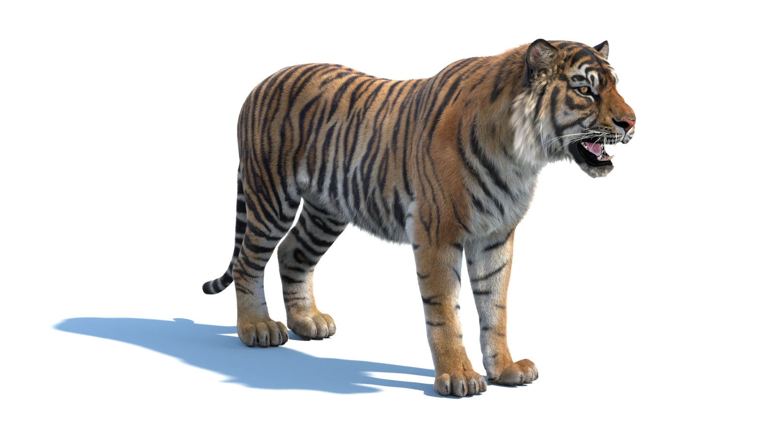 Animated Sumatran Tiger 3D Model Fur 360° view 1 frame 4