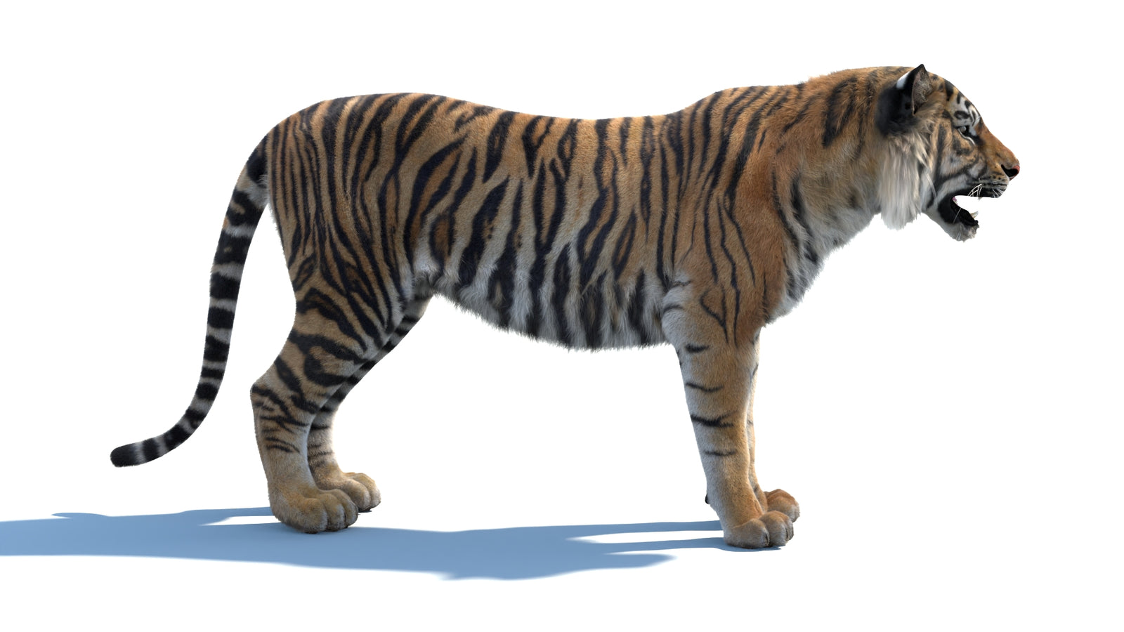 Animated Sumatran Tiger 3D Model Fur 360° view 1 frame 8