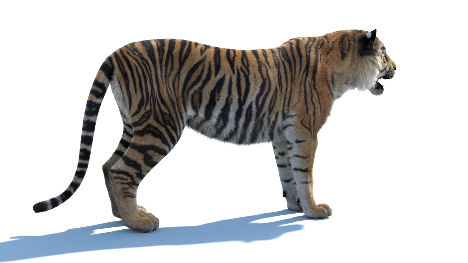 Animated Sumatran Tiger 3D Model Fur 360° view 1 frame 11