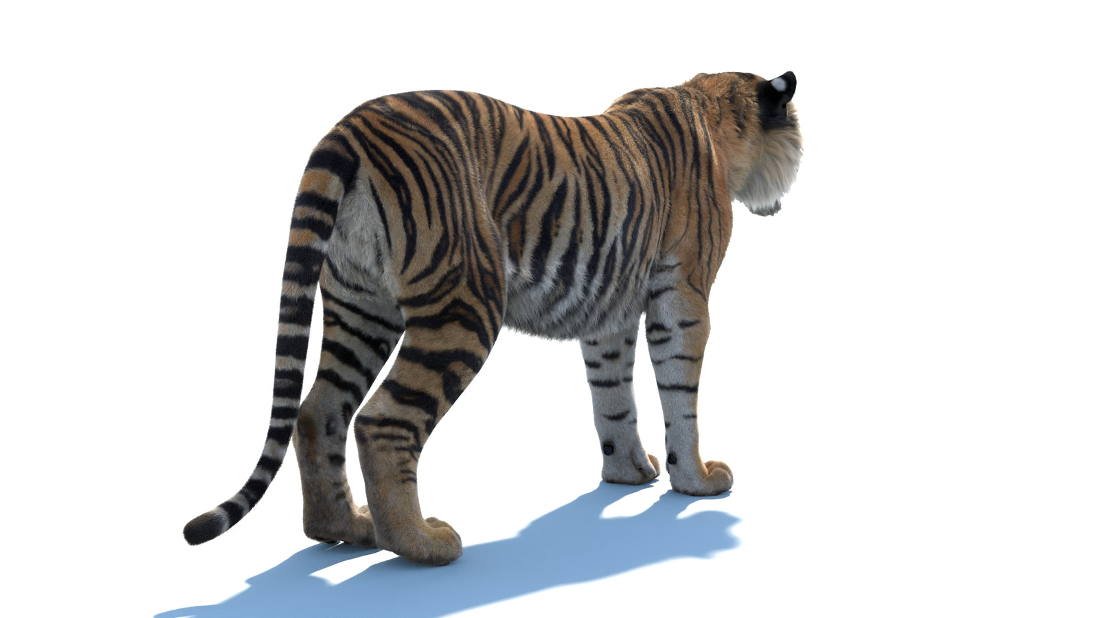 Animated Sumatran Tiger 3D Model Fur 360° view 1 frame 14