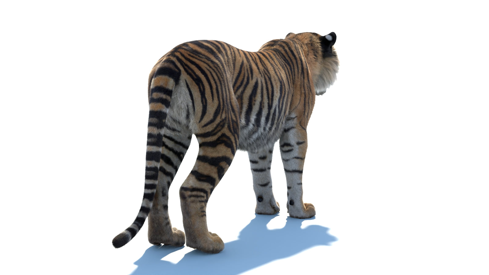 Animated Sumatran Tiger 3D Model Fur 360° view 1 frame 15