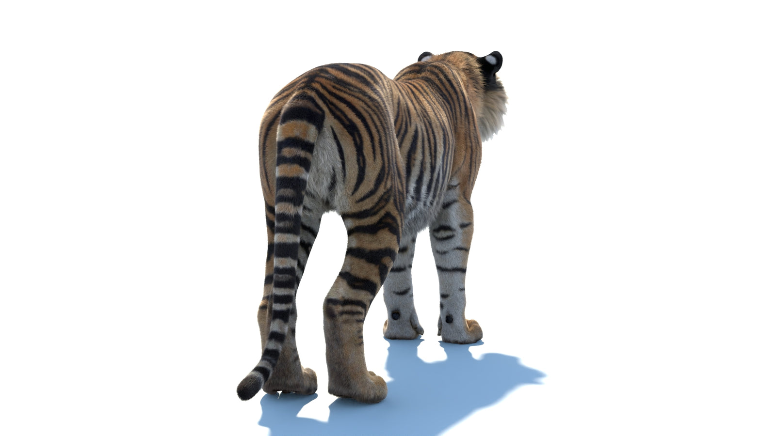 Animated Sumatran Tiger 3D Model Fur 360° view 1 frame 16