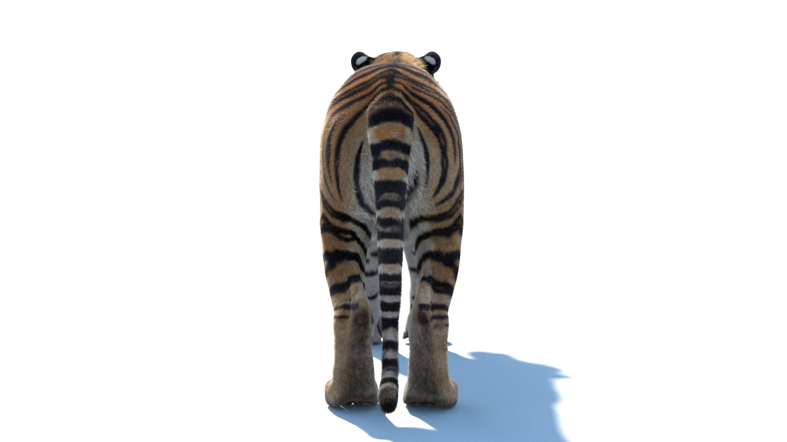 Animated Sumatran Tiger 3D Model Fur 360° view 1 frame 18
