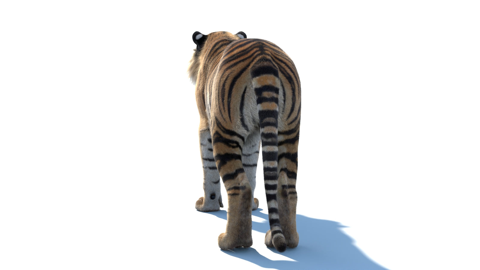 Animated Sumatran Tiger 3D Model Fur 360° view 1 frame 19
