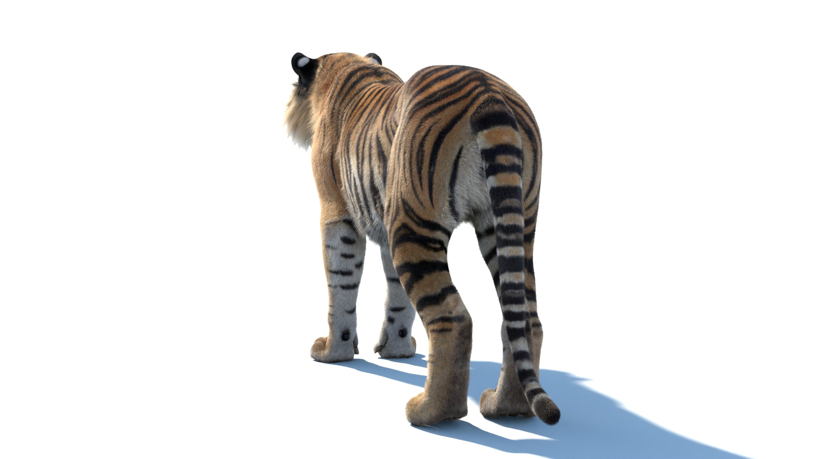 Animated Sumatran Tiger 3D Model Fur 360° view 1 frame 20