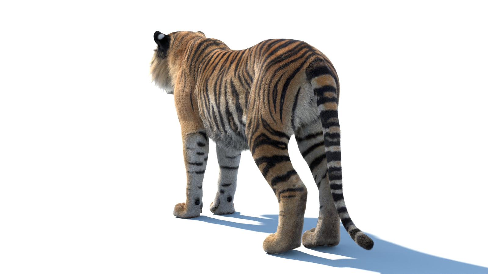 Animated Sumatran Tiger 3D Model Fur 360° view 1 frame 21