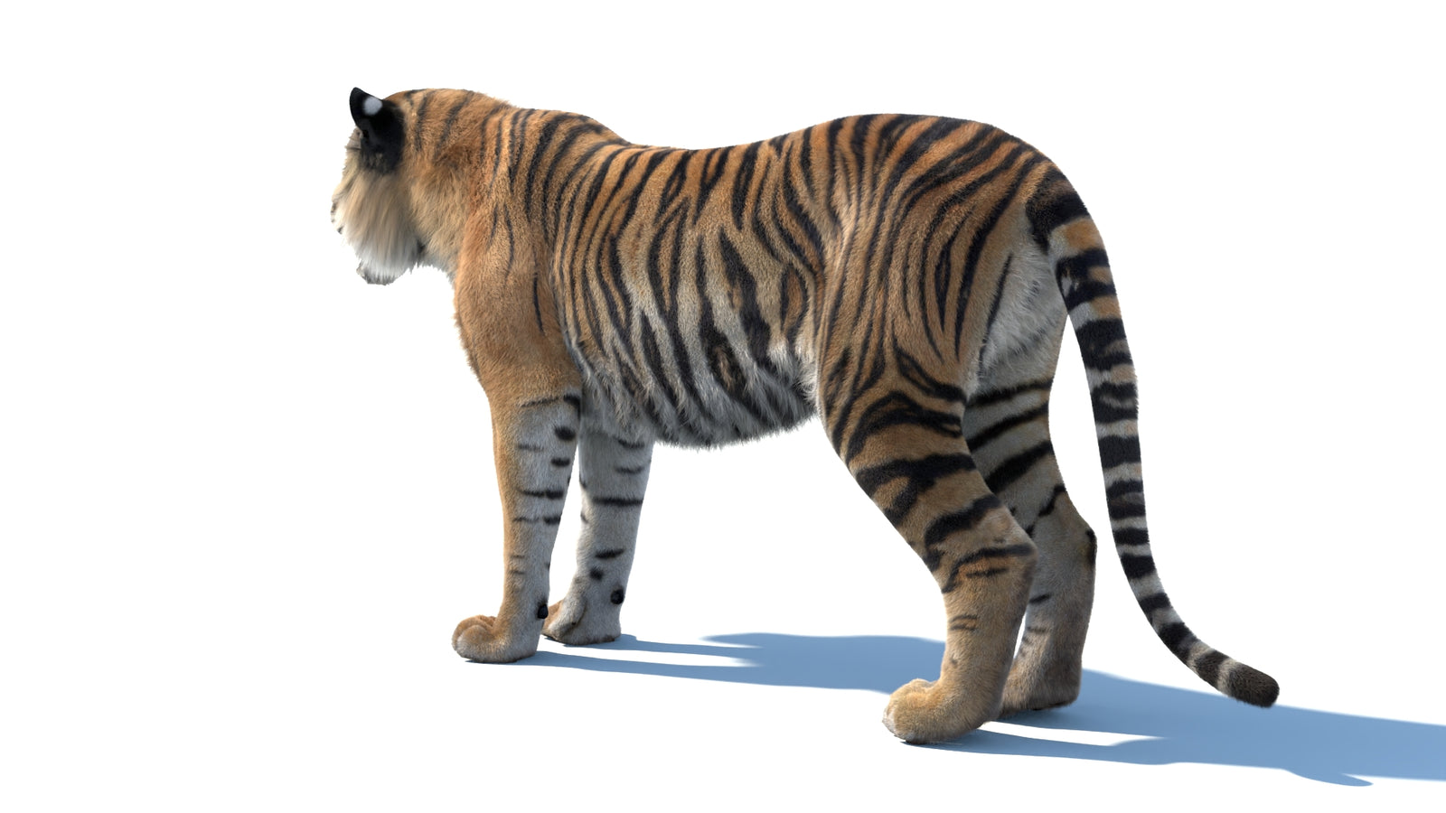 Animated Sumatran Tiger 3D Model Fur 360° view 1 frame 23