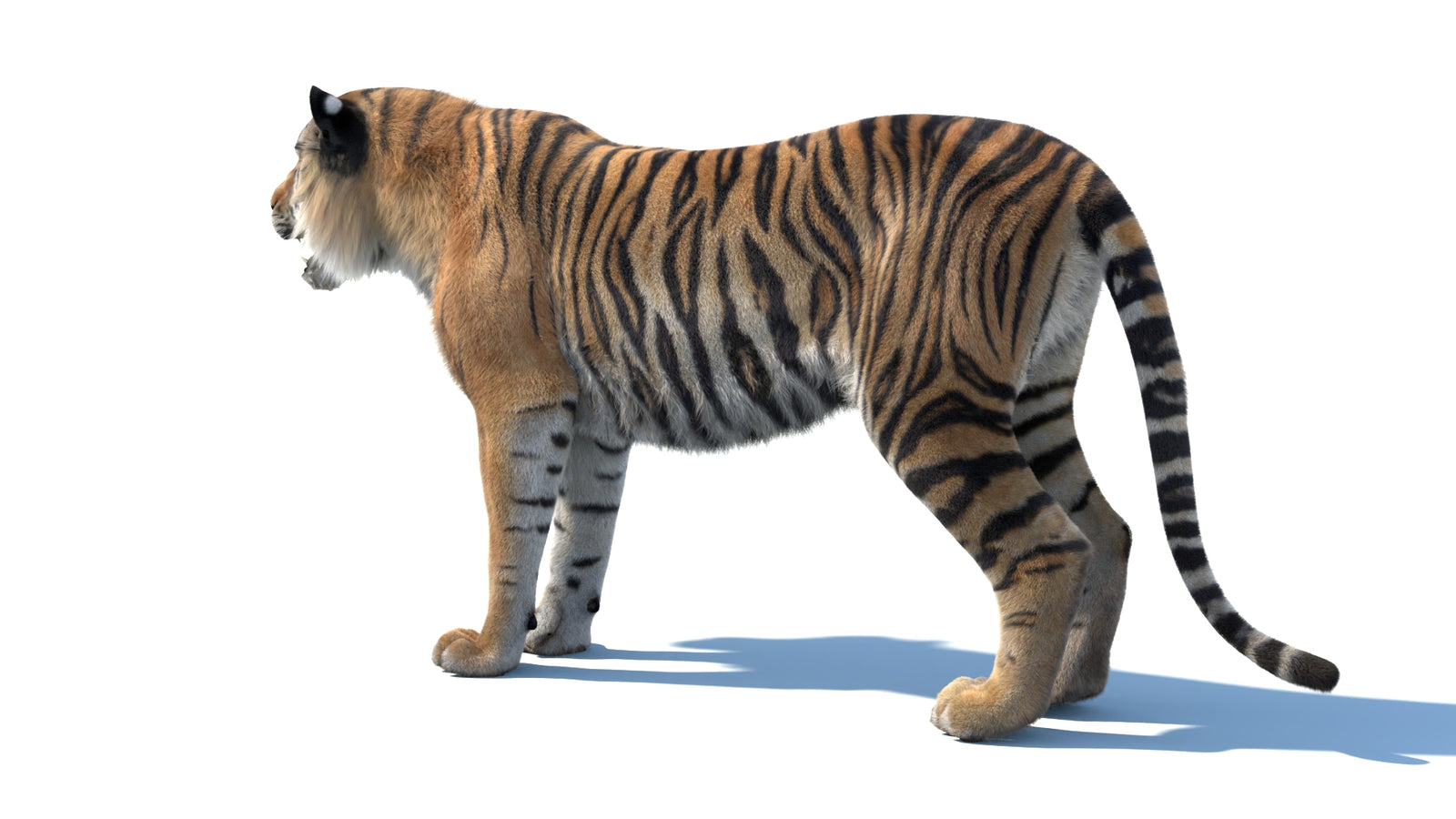 Animated Sumatran Tiger 3D Model Fur 360° view 1 frame 24