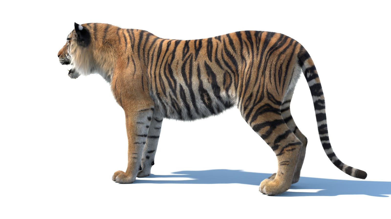 Animated Sumatran Tiger 3D Model Fur 360° view 1 frame 25