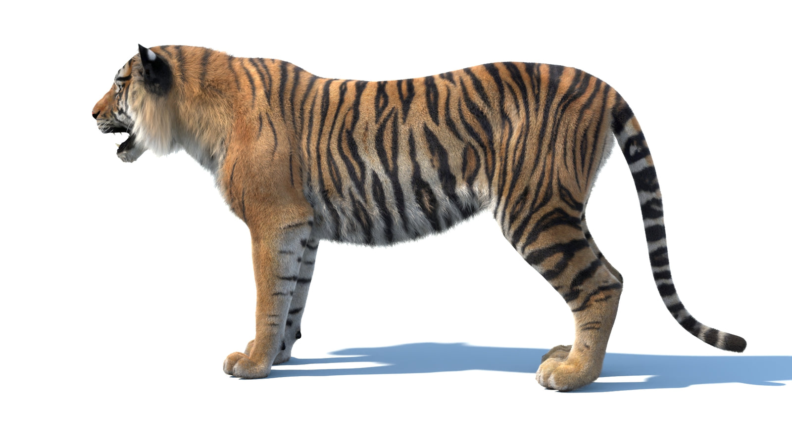 Animated Sumatran Tiger 3D Model Fur 360° view 1 frame 26