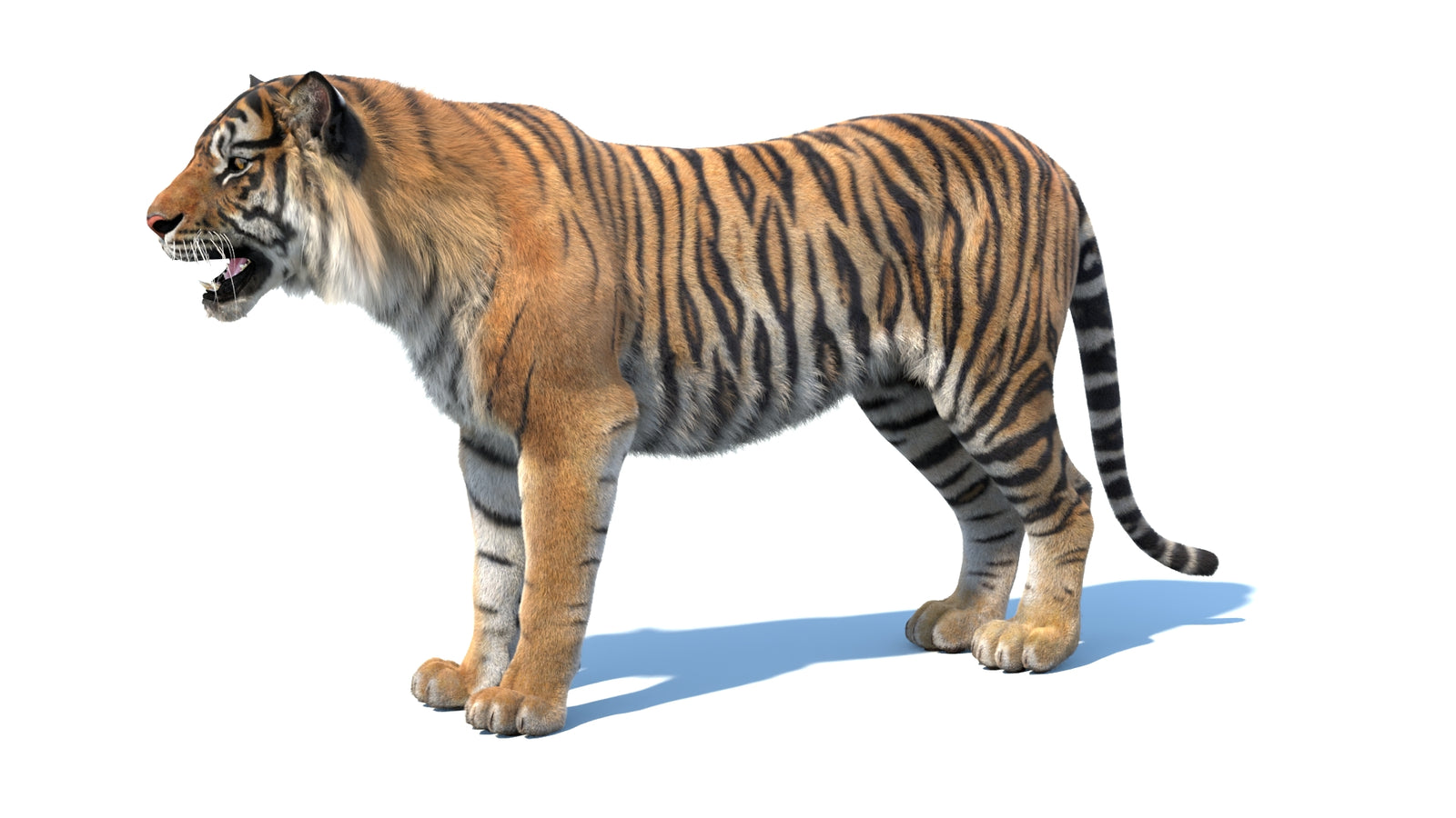 Animated Sumatran Tiger 3D Model Fur 360° view 1 frame 30