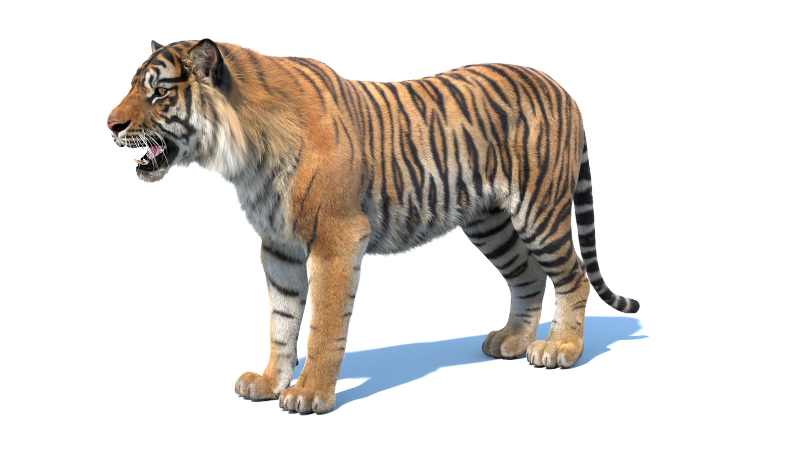 Animated Sumatran Tiger 3D Model Fur 360° view 1 frame 31