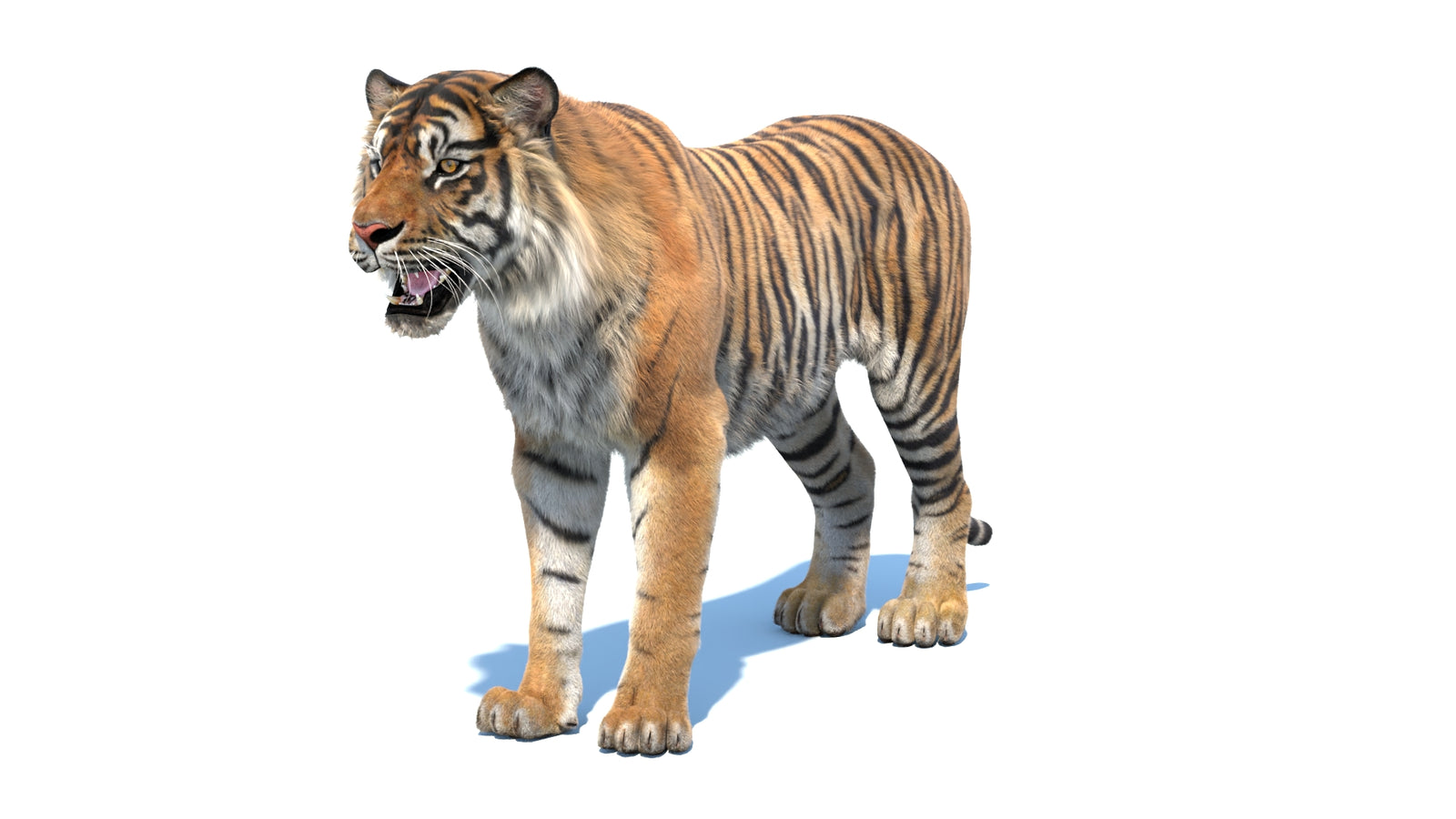 Animated Sumatran Tiger 3D Model Fur 360° view 1 frame 33