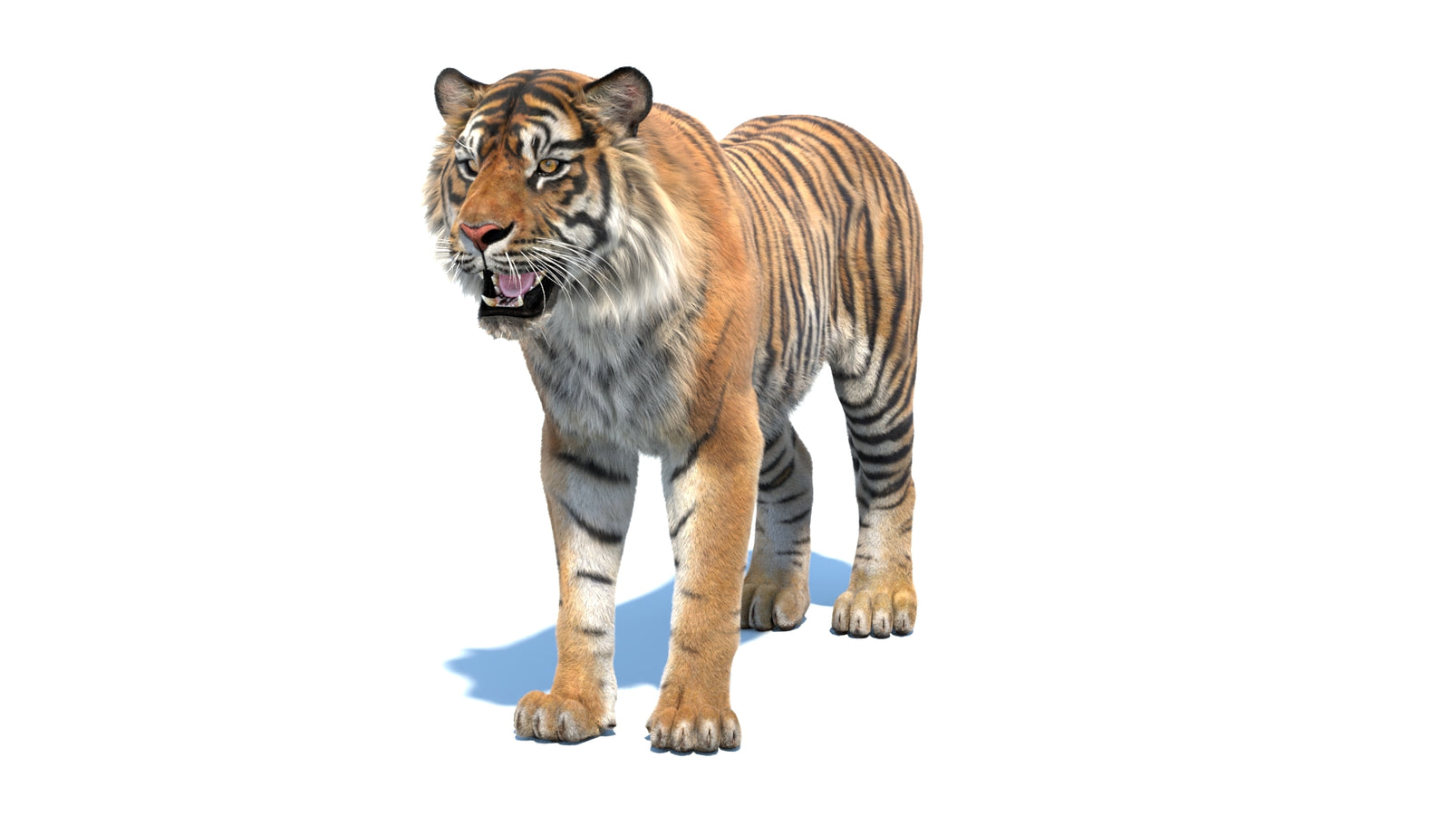 Animated Sumatran Tiger 3D Model Fur 360° view 1 frame 34