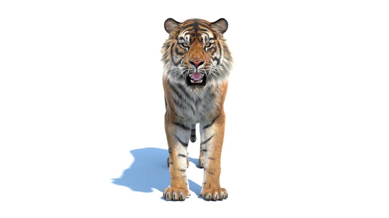 Animated Sumatran Tiger 3D Model Fur 360° view 1 frame 36
