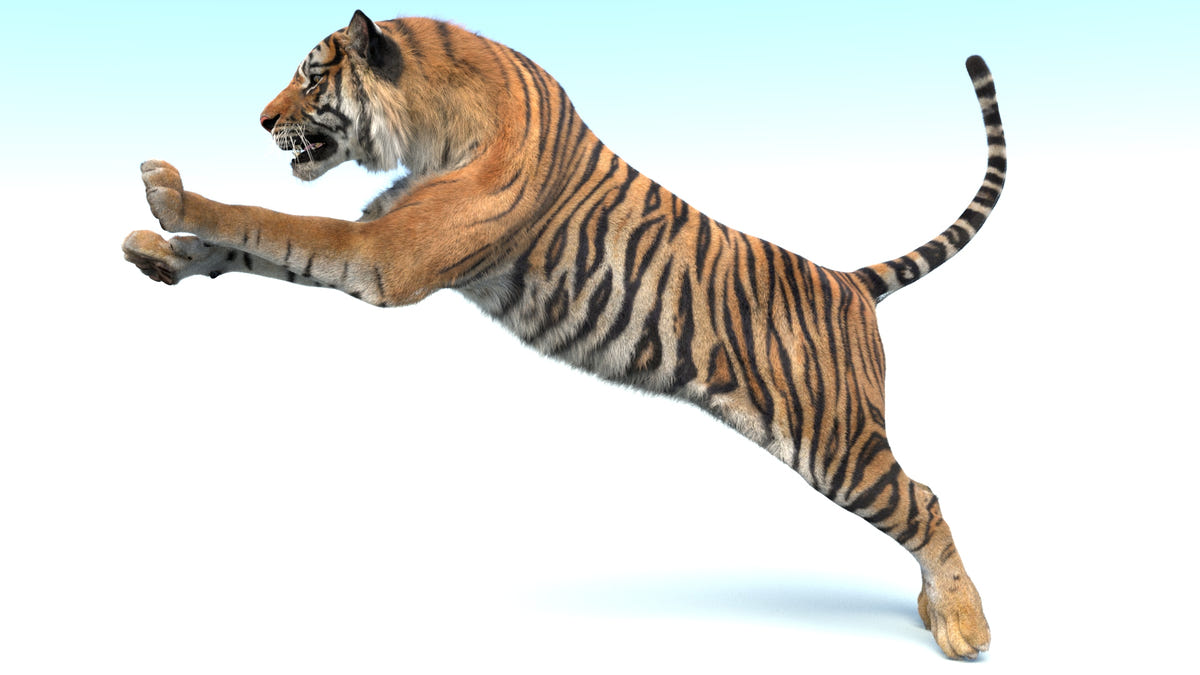 Tiger 3D model jump pose, dynamic leap animation