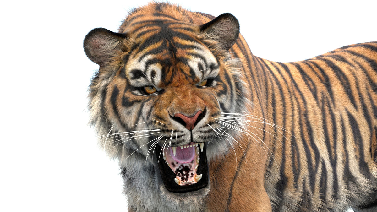 Tiger 3D model roaring close-up, facial detail and teeth