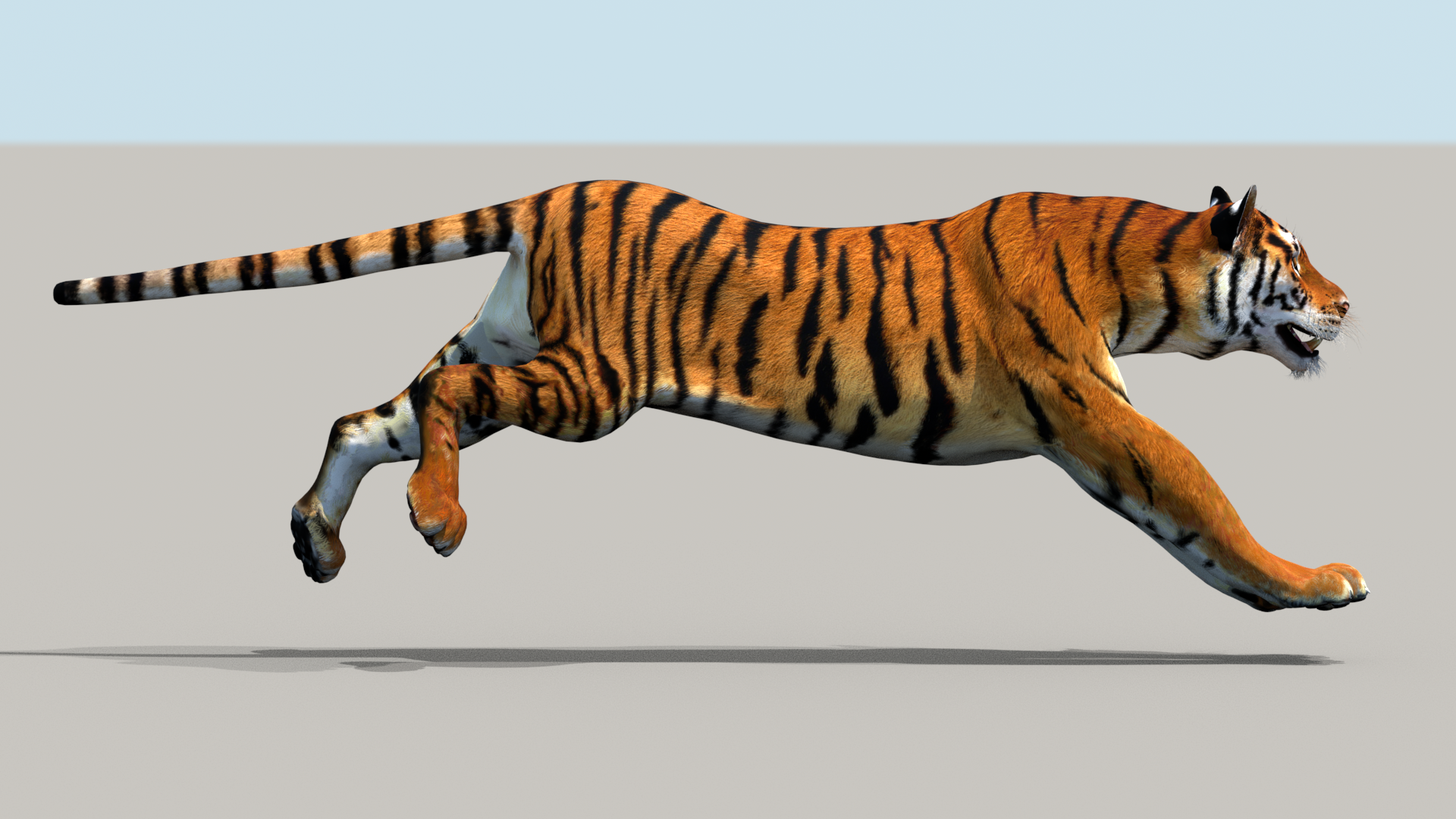 Tiger 3D Model Animated - 360 Degree View