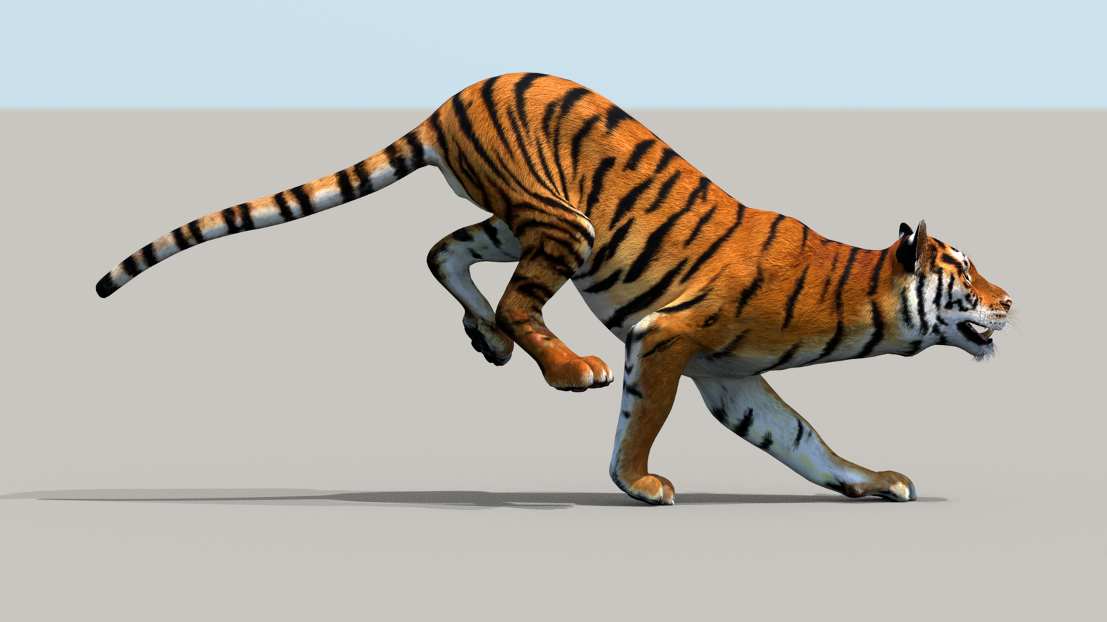 Tiger 3D Model Animated 360° view 3 frame 4