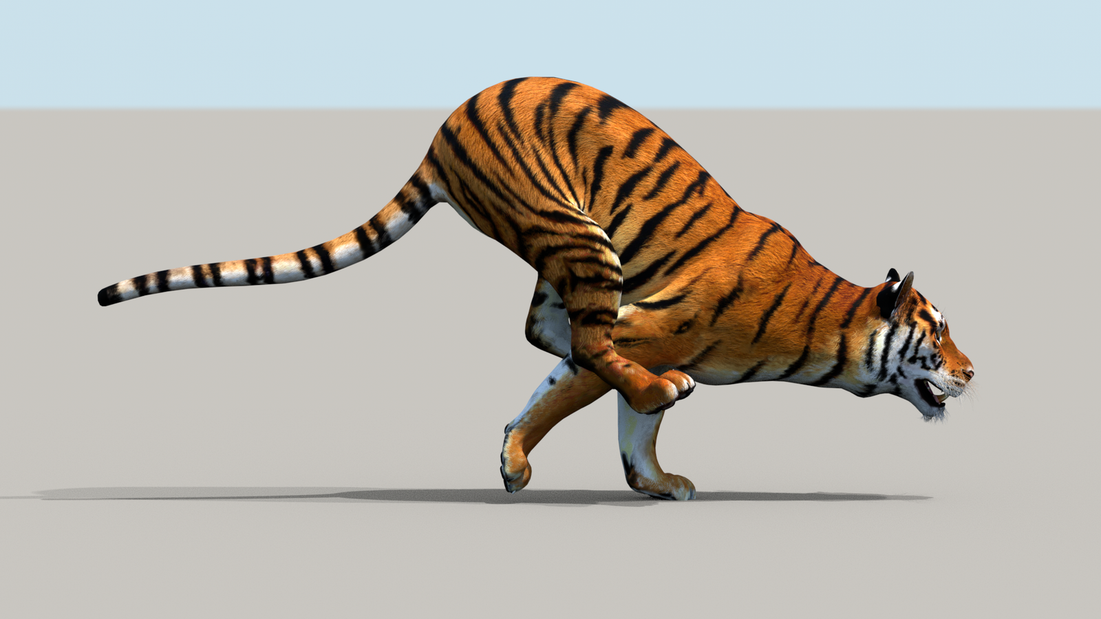 Tiger 3D Model Animated 360° view 3 frame 6