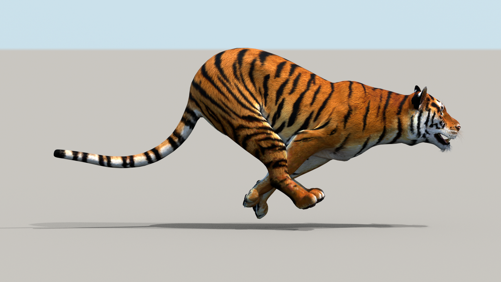 Tiger 3D Model Animated 360° view 3 frame 8