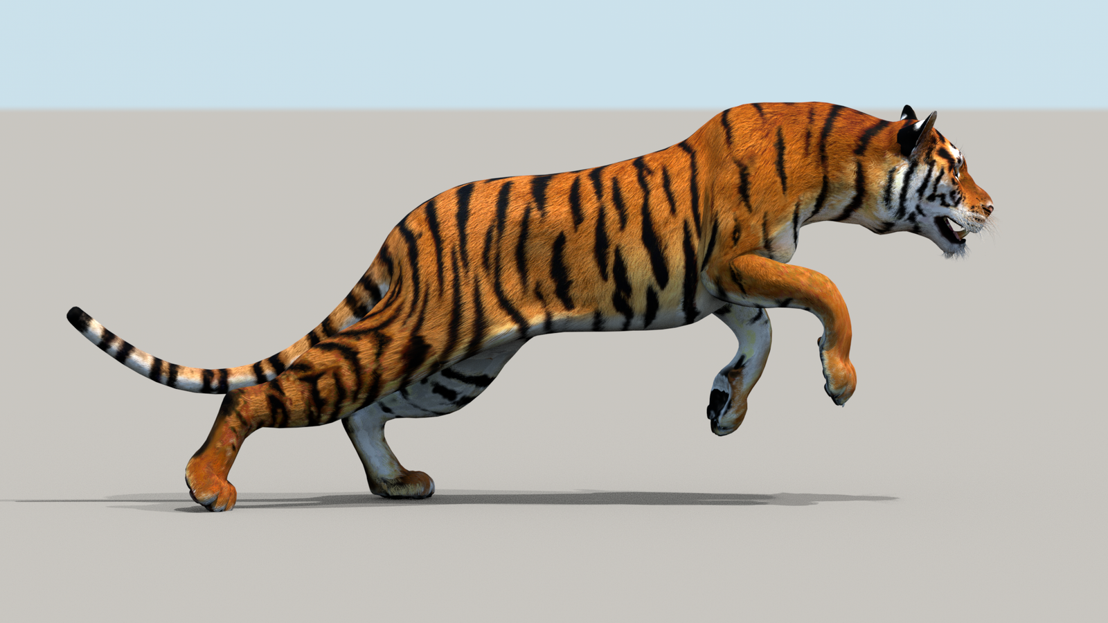 Tiger 3D Model Animated 360° view 3 frame 12