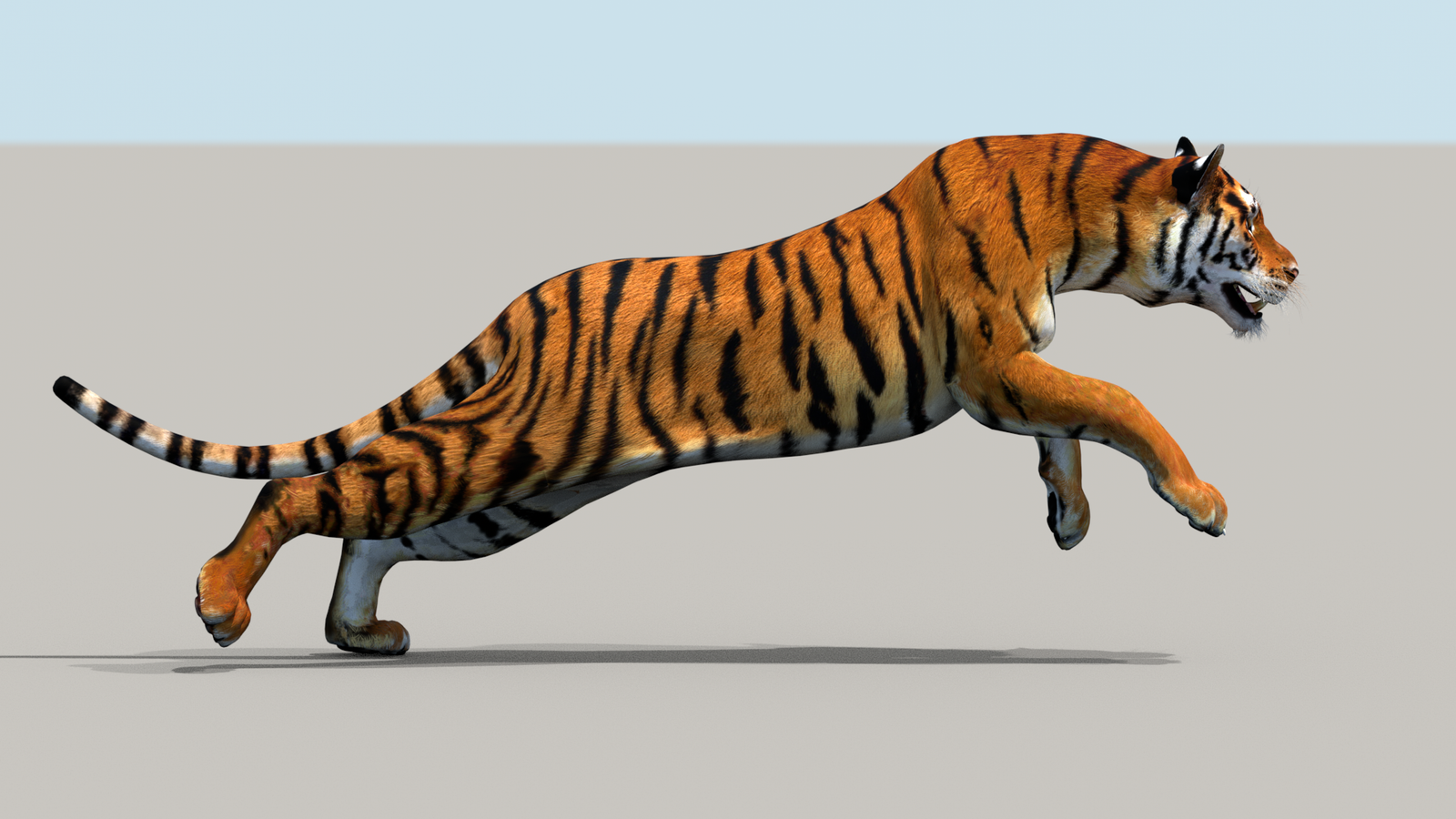 Tiger 3D Model Animated 360° view 3 frame 13