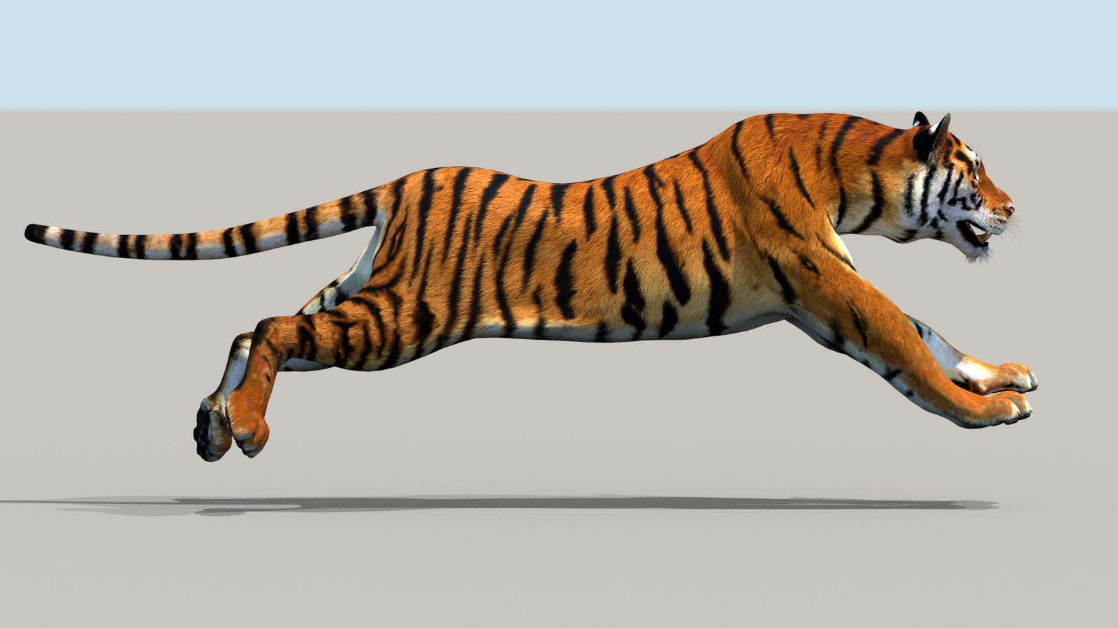 Tiger 3D Model Animated 360° view 3 frame 15