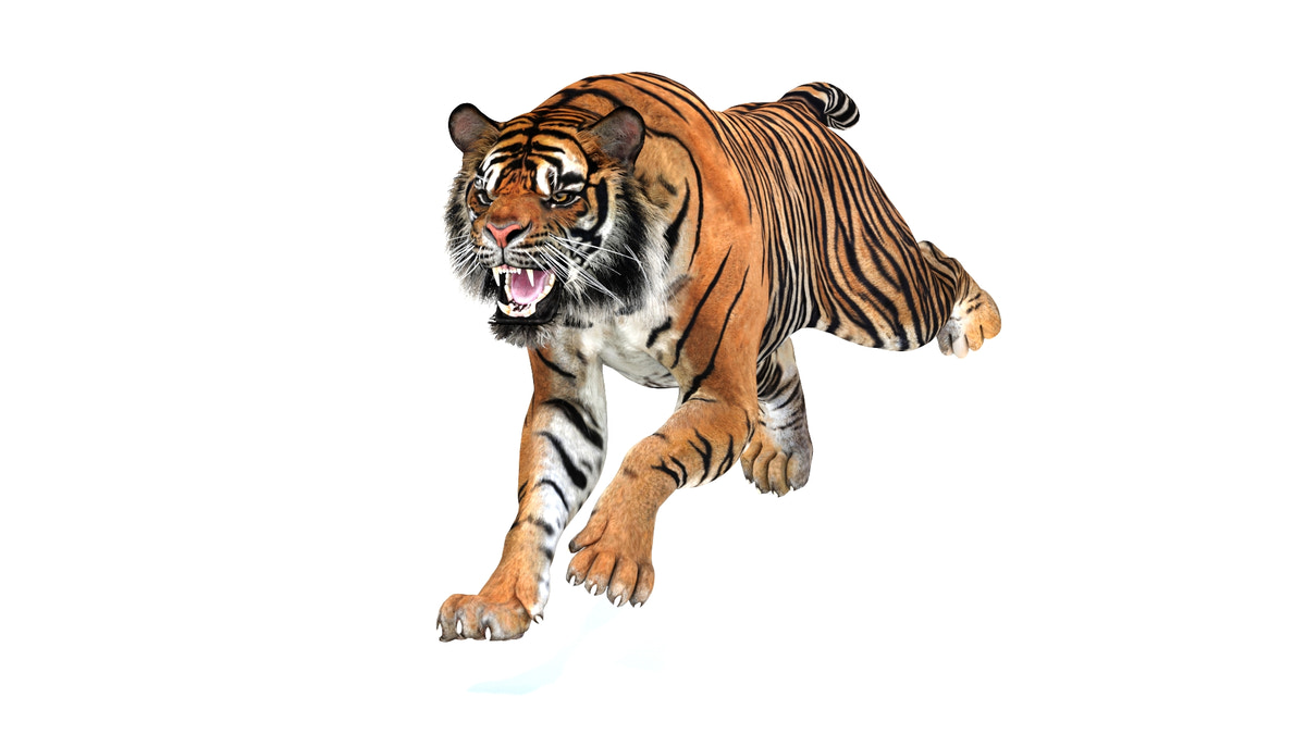 Animated Tiger 3D Model - 360 Degree View