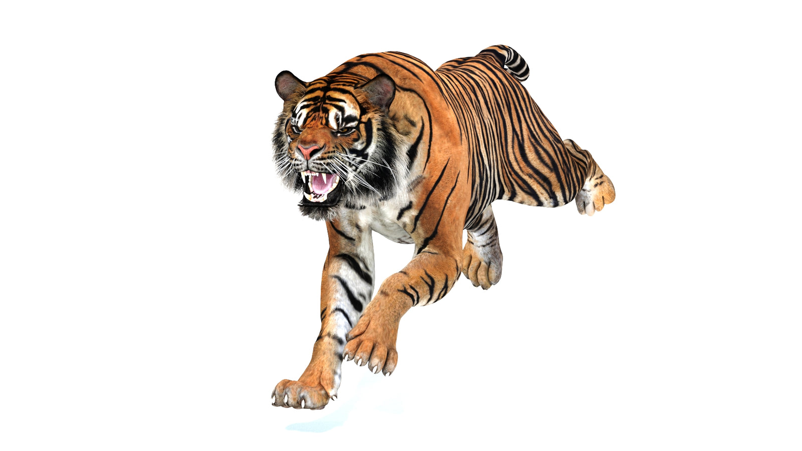 Animated Tiger 3D Model 360° view 3 frame 2