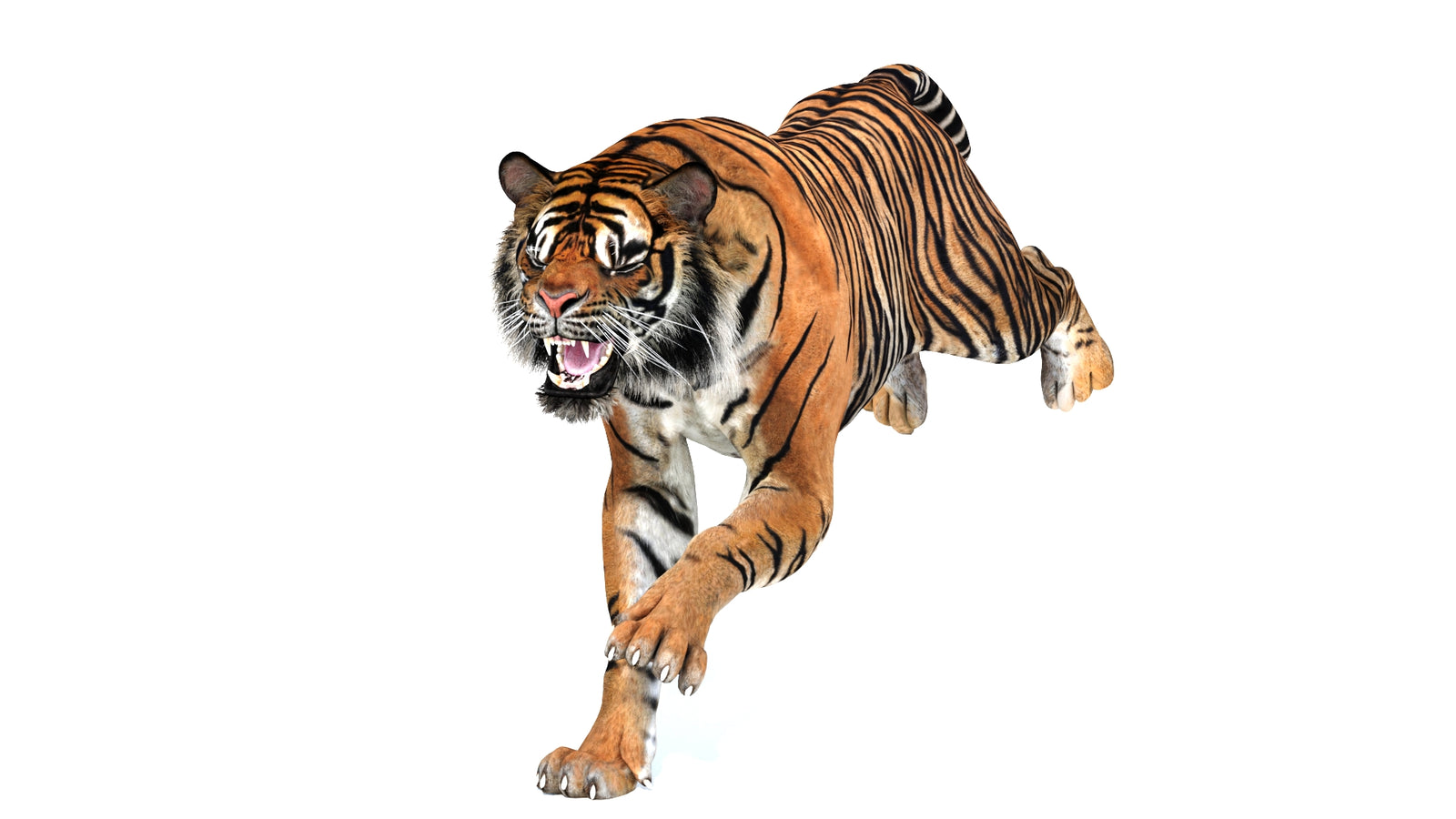 Animated Tiger 3D Model 360° view 3 frame 4
