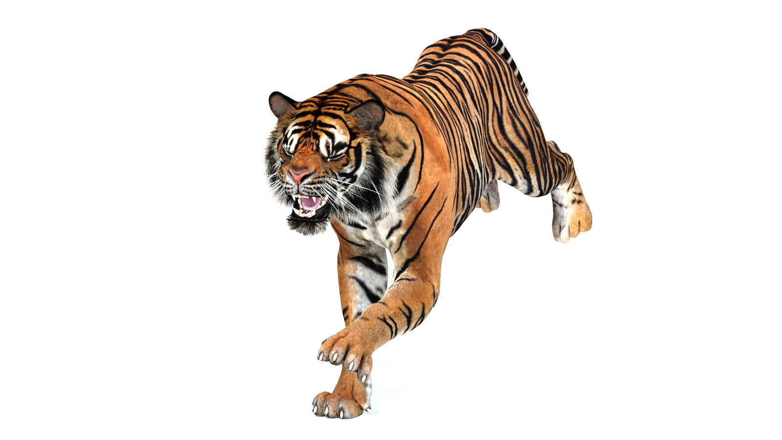 Animated Tiger 3D Model 360° view 3 frame 6