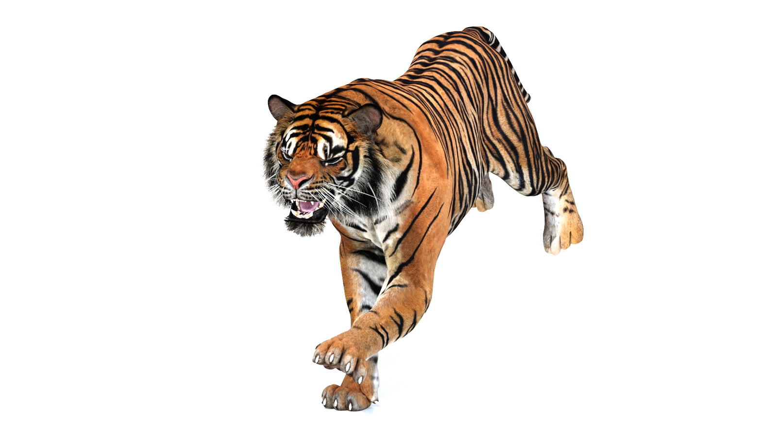 Animated Tiger 3D Model 360° view 3 frame 7