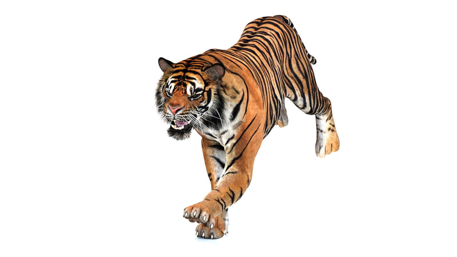 Animated Tiger 3D Model 360° view 3 frame 8