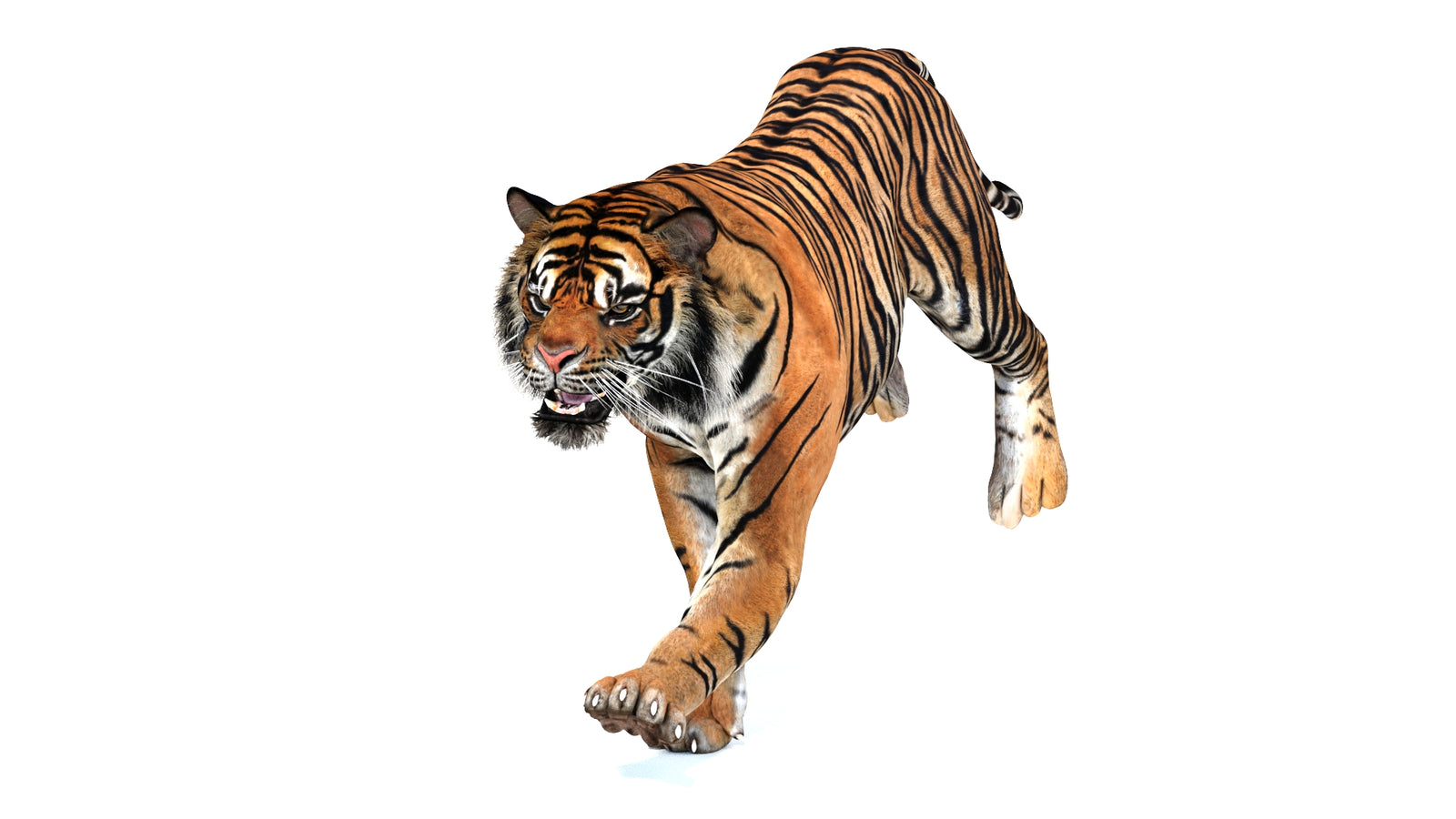 Animated Tiger 3D Model 360° view 3 frame 9