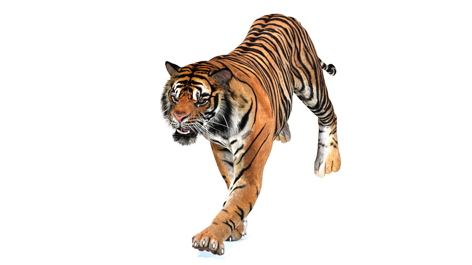 Animated Tiger 3D Model 360° view 3 frame 10