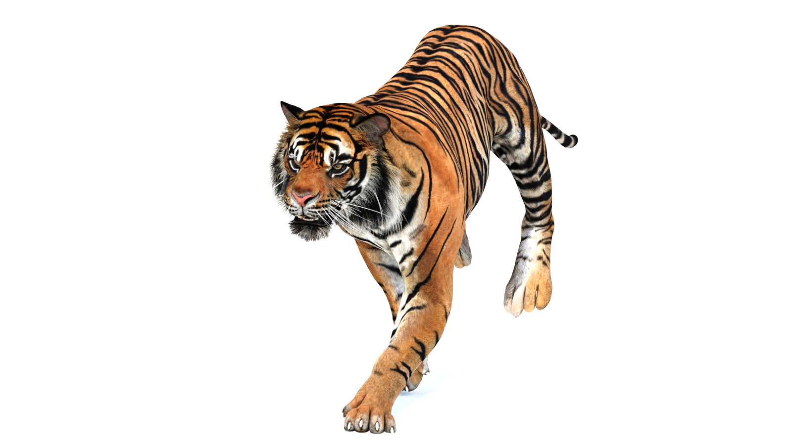 Animated Tiger 3D Model 360° view 3 frame 12