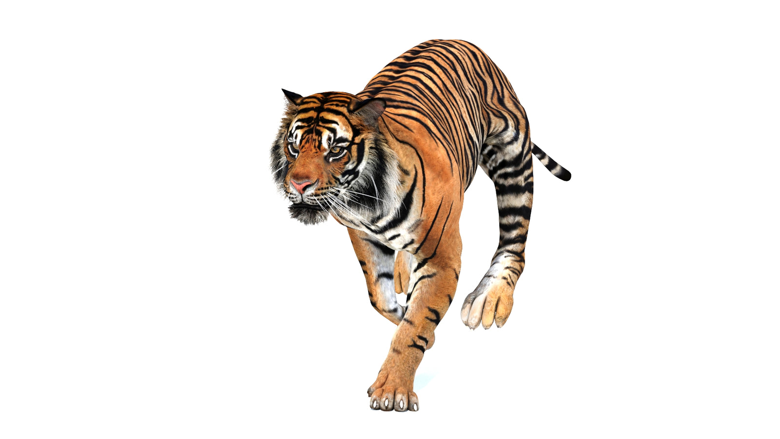 Animated Tiger 3D Model 360° view 3 frame 15