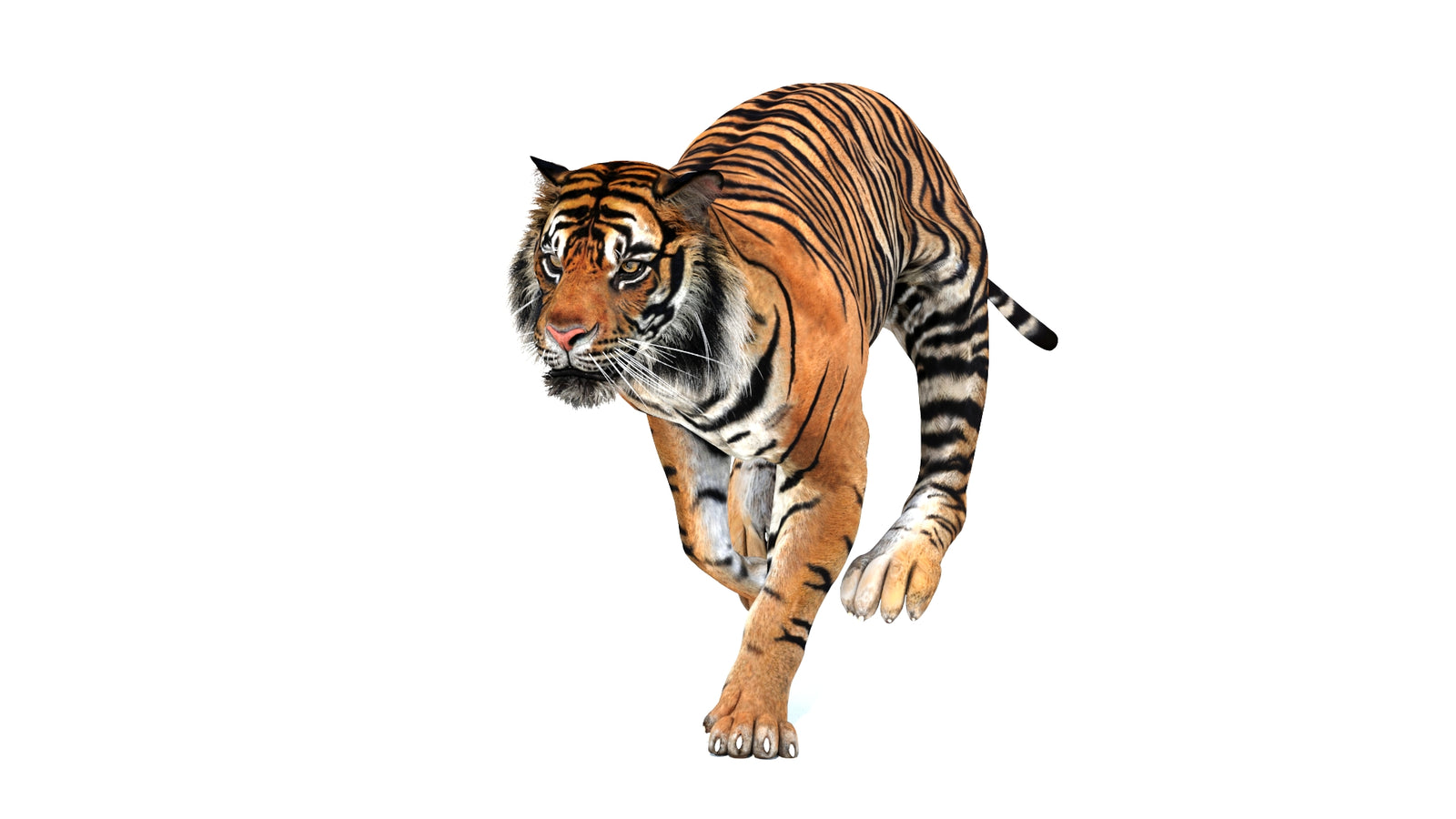 Animated Tiger 3D Model 360° view 3 frame 16
