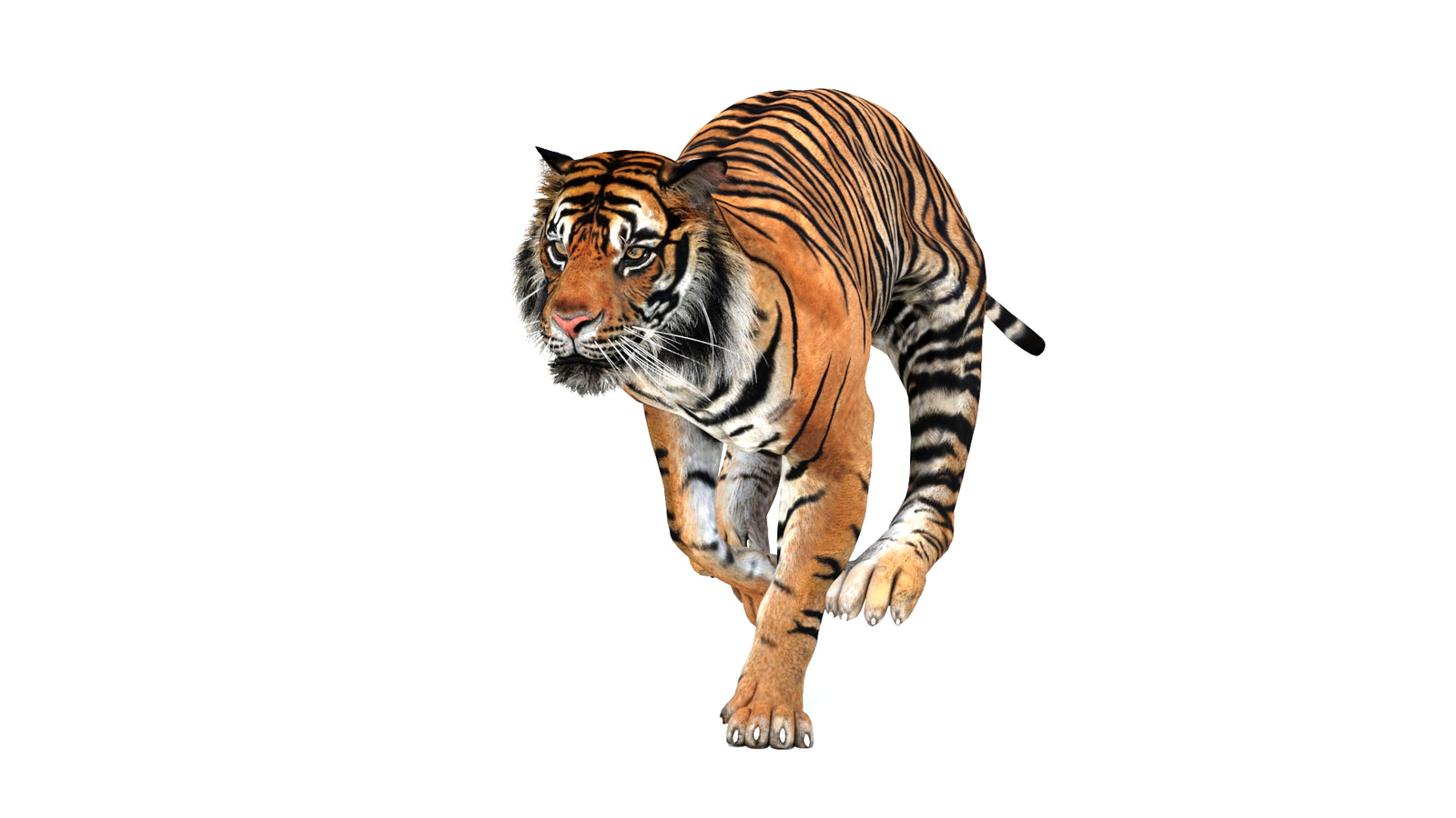 Animated Tiger 3D Model 360° view 3 frame 17