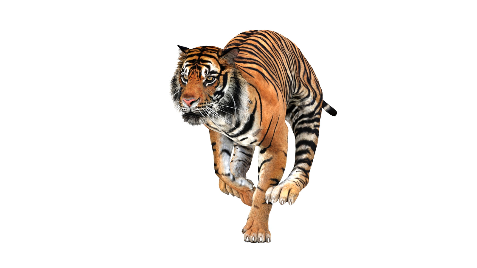 Animated Tiger 3D Model 360° view 3 frame 18