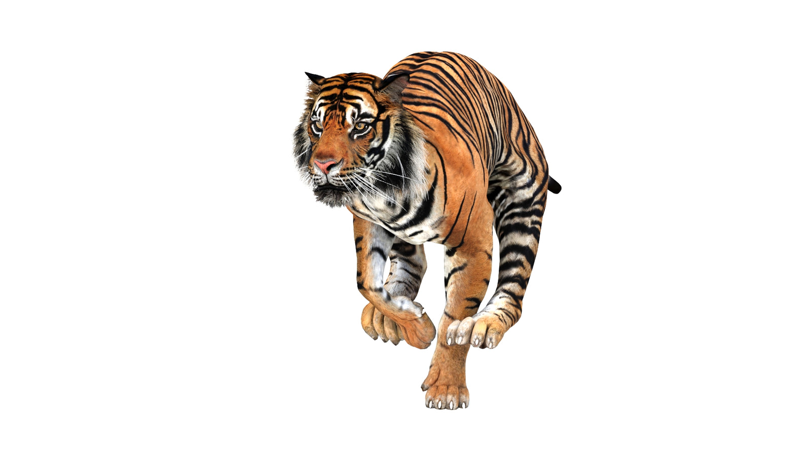 Animated Tiger 3D Model 360° view 3 frame 19