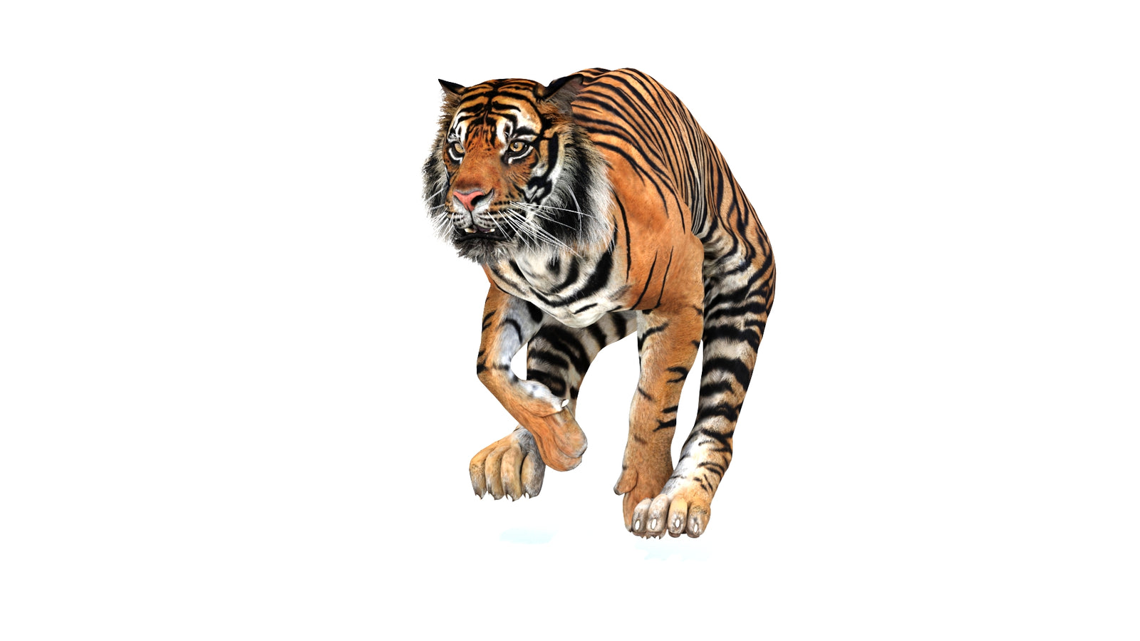 Animated Tiger 3D Model 360° view 3 frame 22