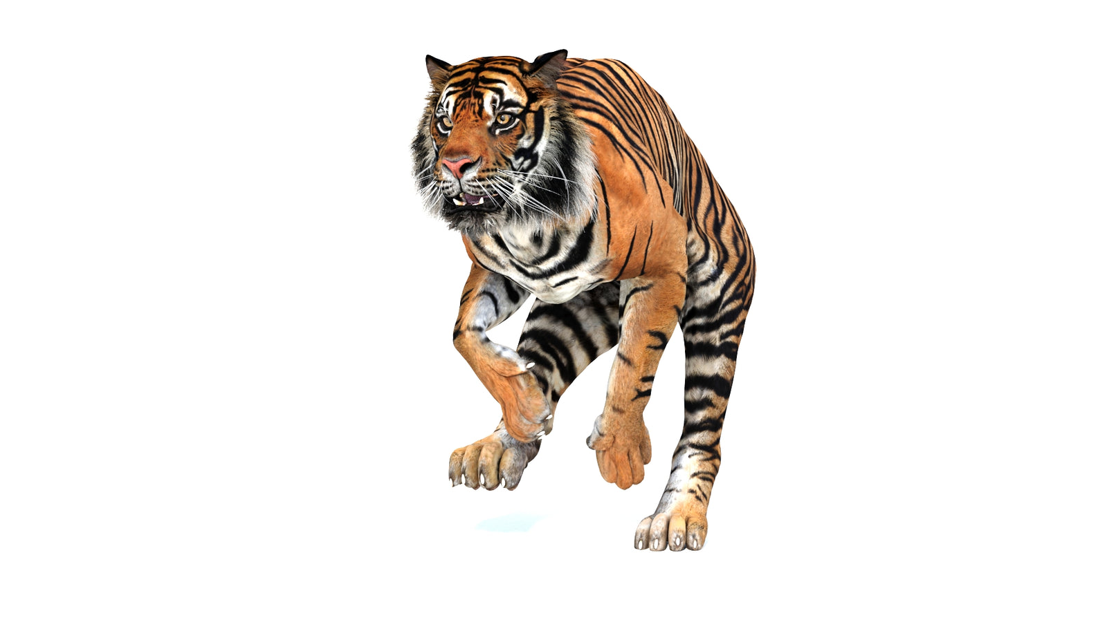 Animated Tiger 3D Model 360° view 3 frame 24